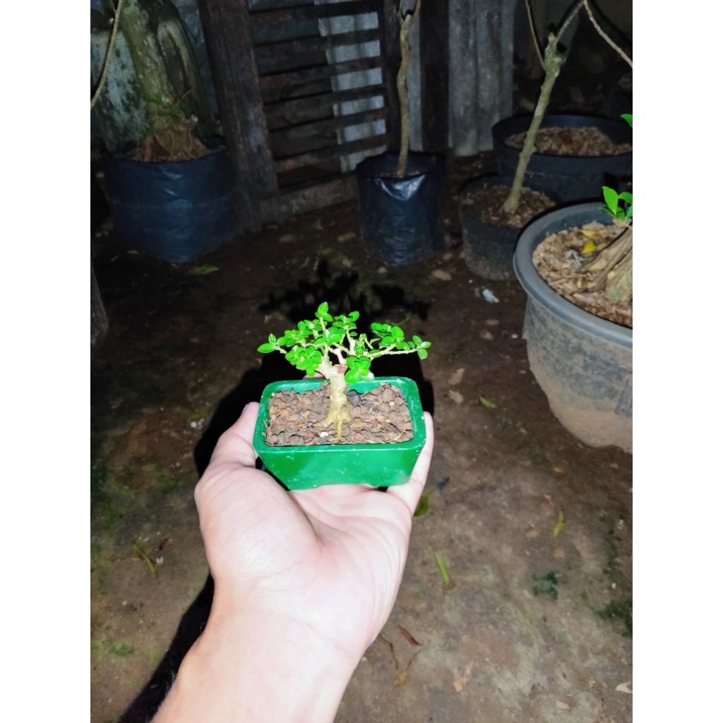 Bonsai sancang shito
