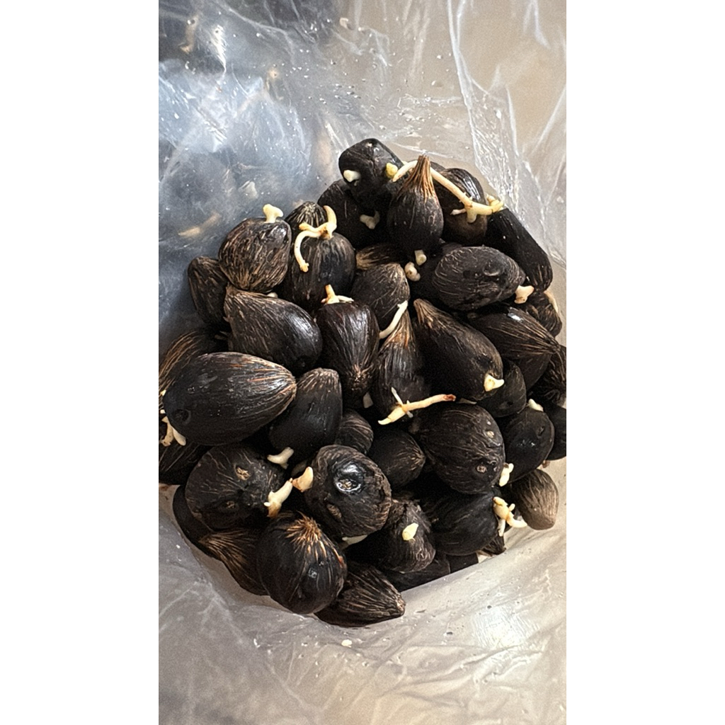 kecambah sawit polosan