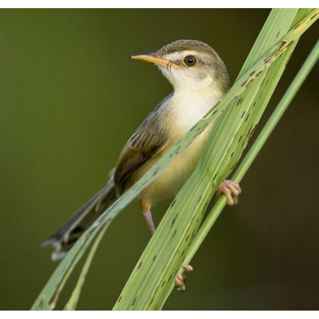 ciblek sawah rawatan