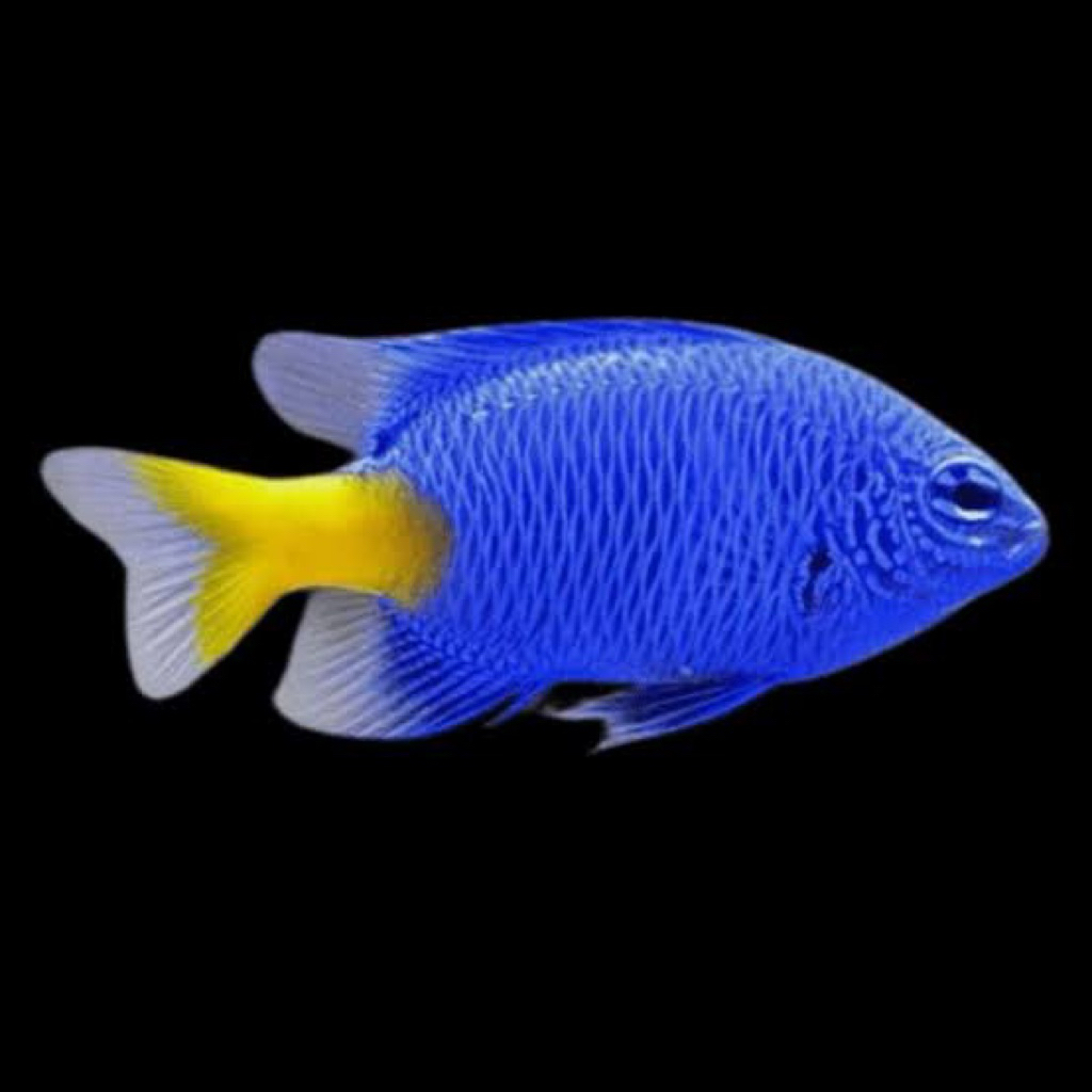 ilan hias laut betok bluestar / yellowtail damselfish