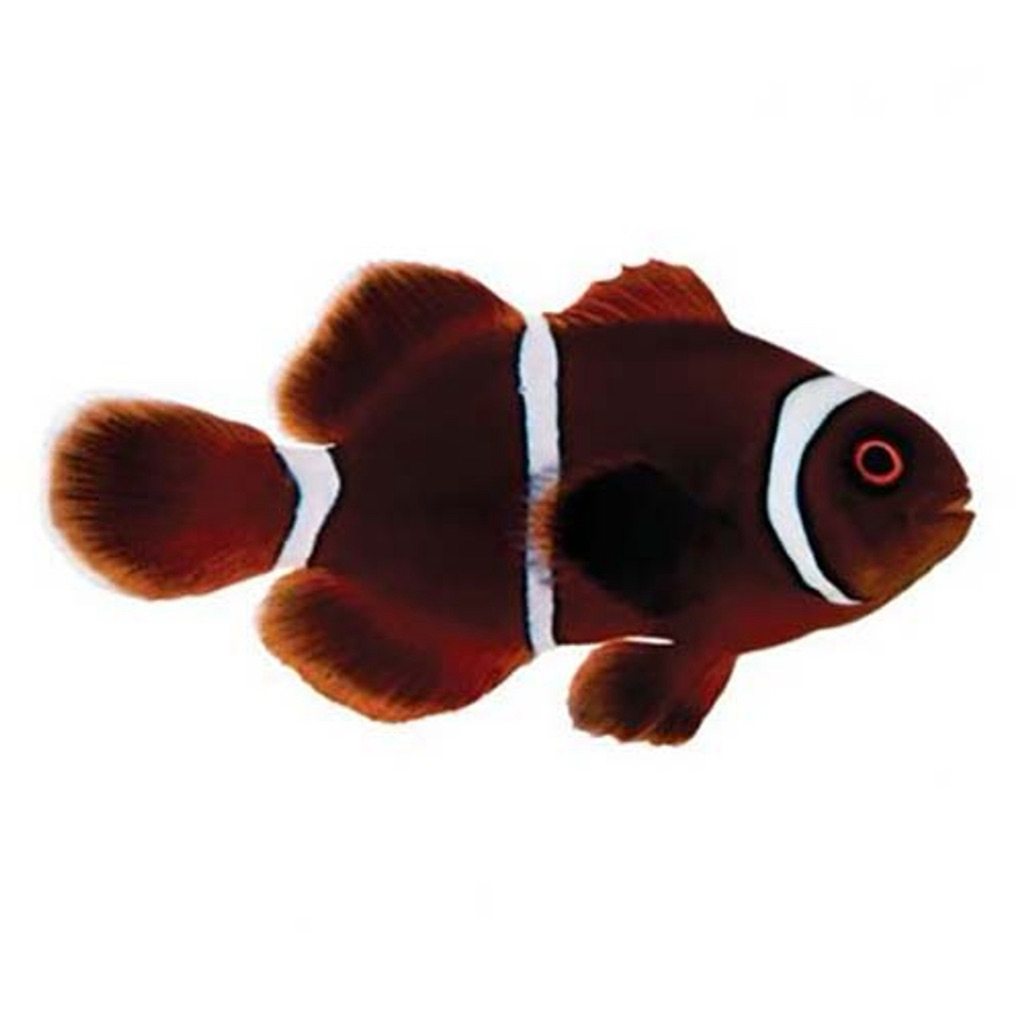 ikan hias laut balong biasa / maroon clownfish