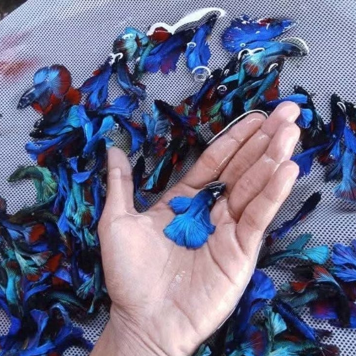 (PROMO) Halfmoon Male Rosetail ROYAL BLUE SOLID Size Jumbo