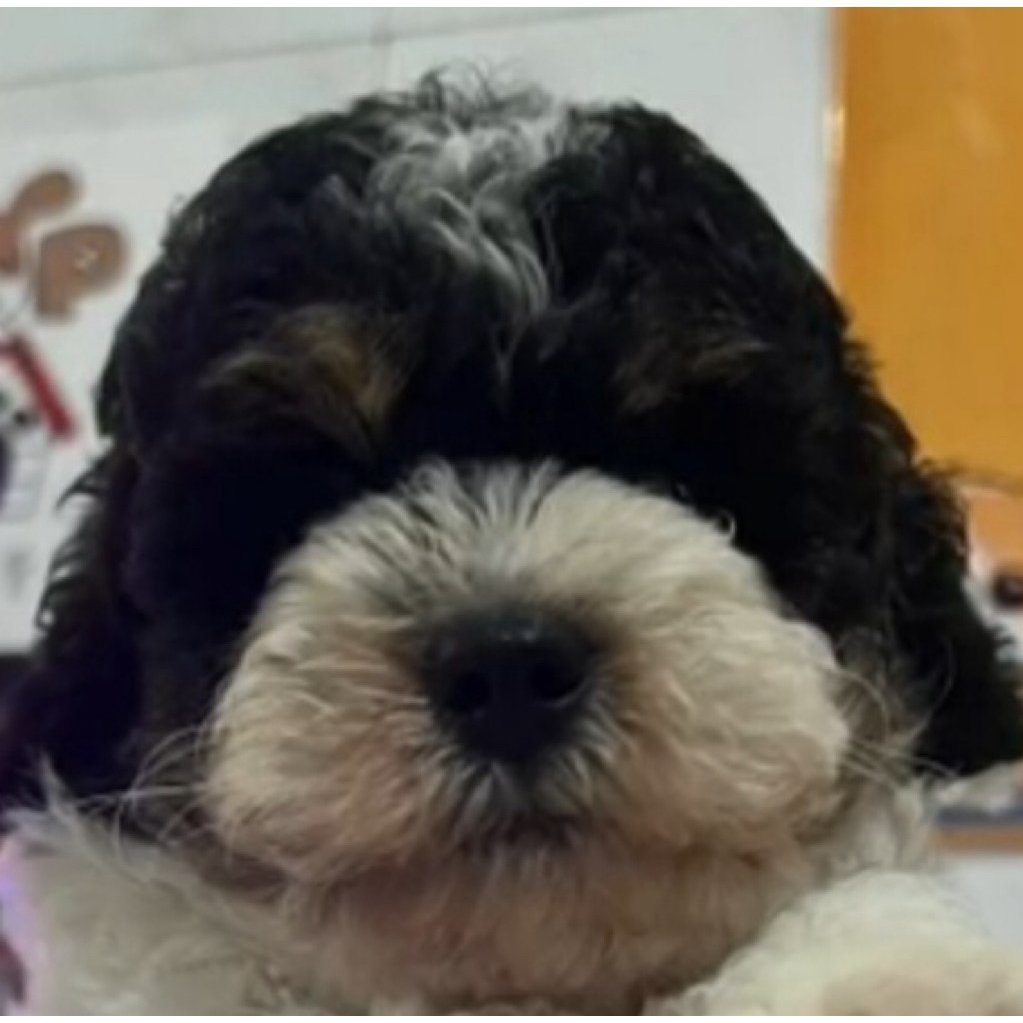 Poodle Party Toy