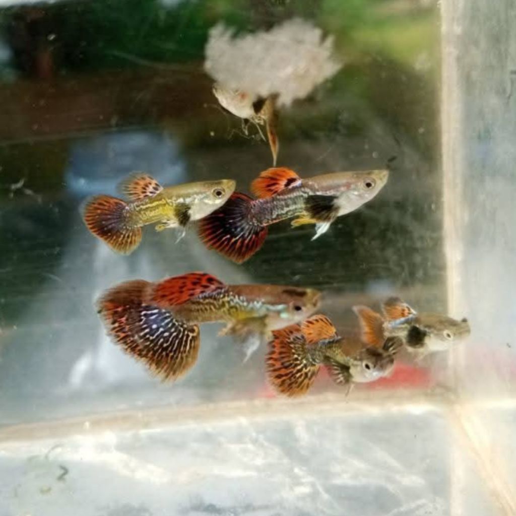 Paket isi 10 guppy cobra dragon mozaik cendolan mix jantan betina hiasan aquarium aquascape