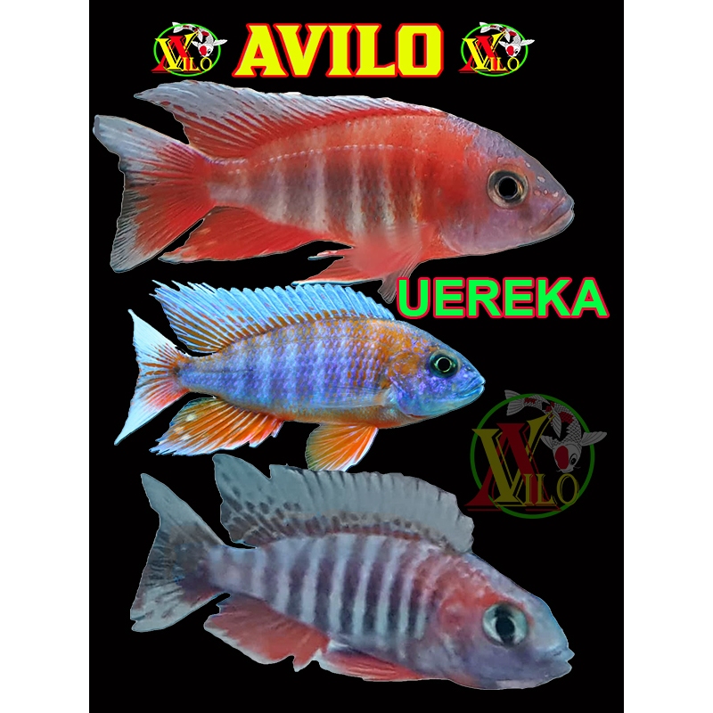 ojek ikan red uereka afrika siklid siklit eureka ciclid size kecil ( sudah berwarna )