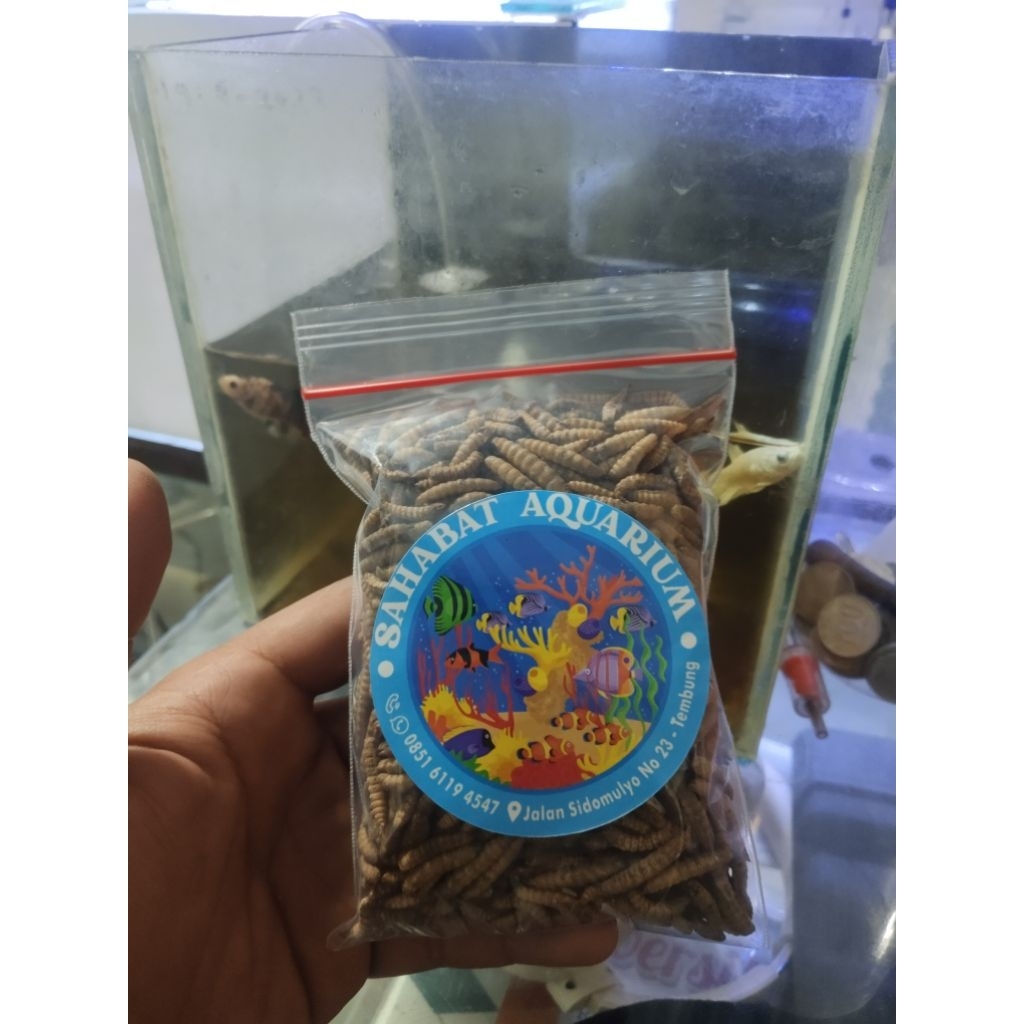 magot kering
