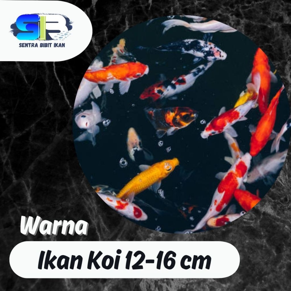 Ikan Koi Murah - Koi Warna Ukuran 12-16 cm - Ikan Koi Blitar - Ikan Hias - Ikan Koi