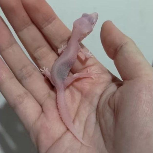 Custom Order Gecko Super Snow ( SS 25-4 )