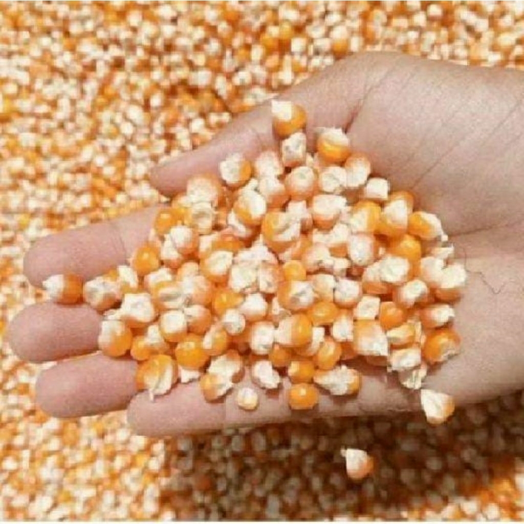 Jagung Pipil | Jagung pakan ternak ayam