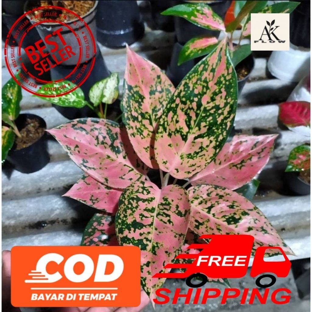 Tanaman hias aglonema kochin regina rimbun remaja