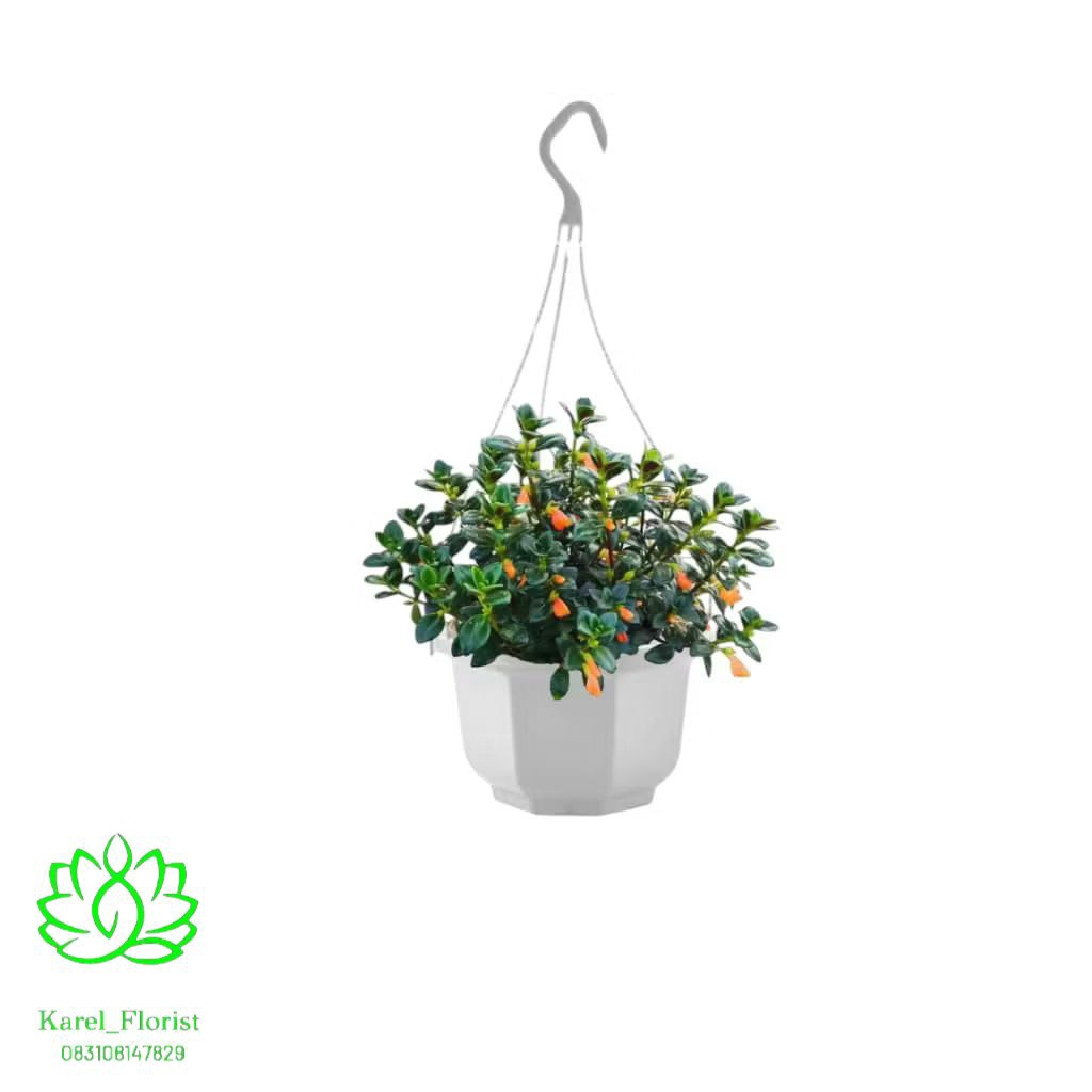 Tanaman gantung Bunga Lipstik orange