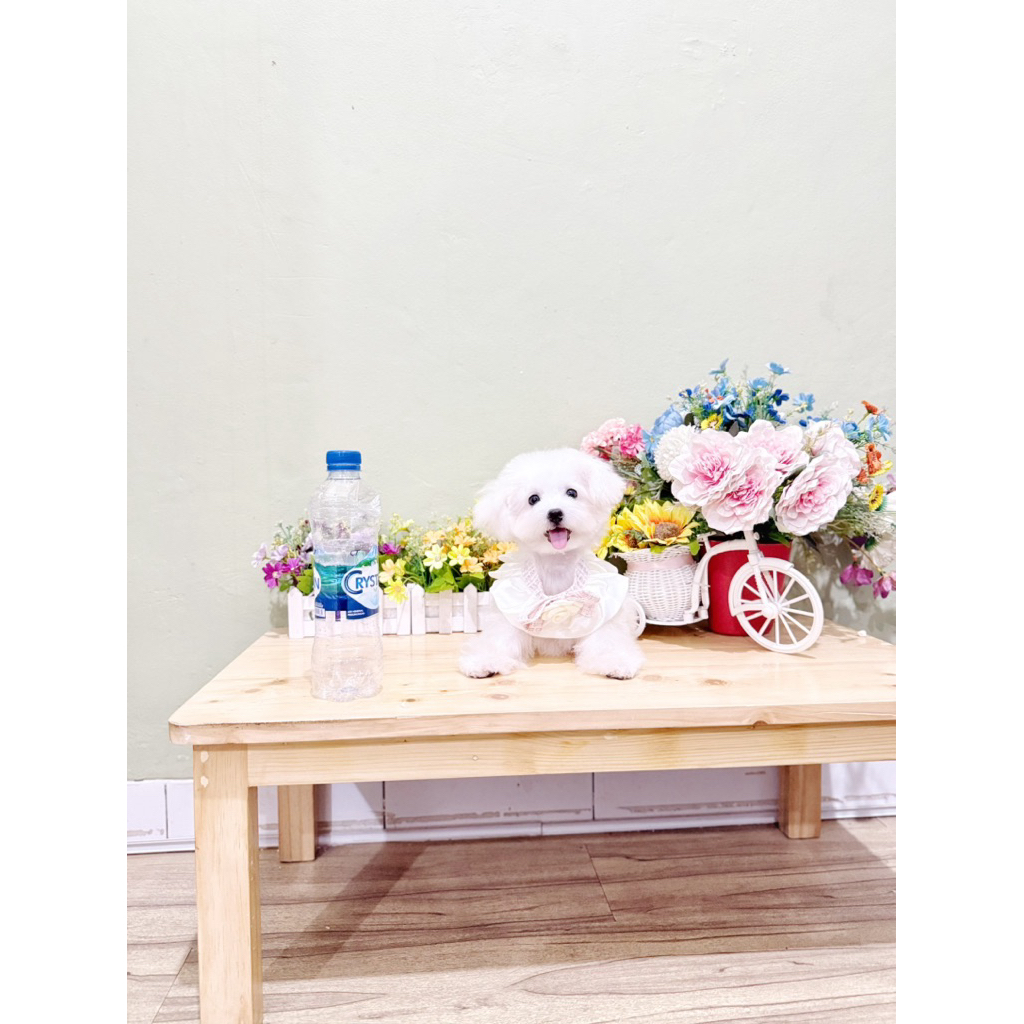 korean mini bichon frise super kecil super imut bloodline import korea bukan poodle maltese maltipo 