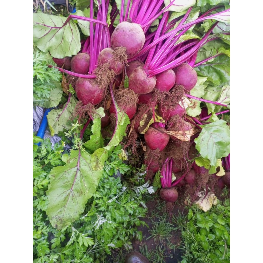 Buah Bit Segar 1 Kg