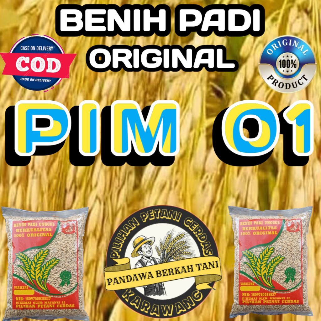 ( 1 KG ) BENIH PADI UNGGUL PIM 01 BERKUALITAS ORIGINAL