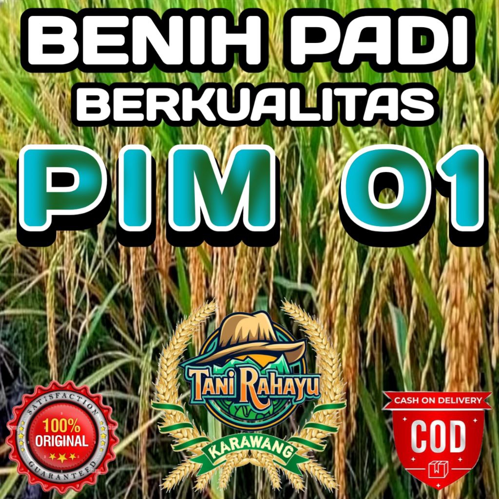 (1 KG) BENIH PADI UNGGUL PIM 01 BERKUALITAS ORIGINAL