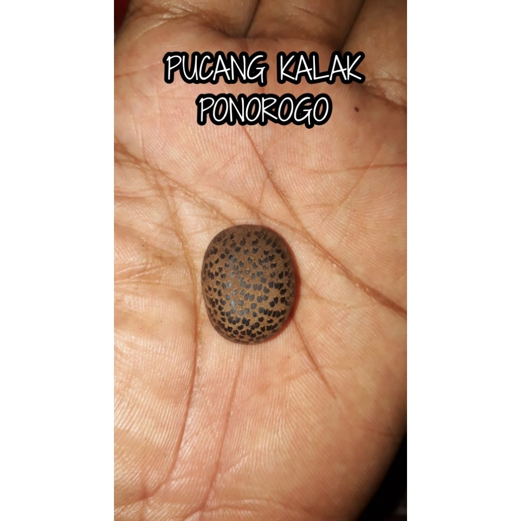 Mata Cincin Kayu Bertuah PUCANG KALAK PONOROGO