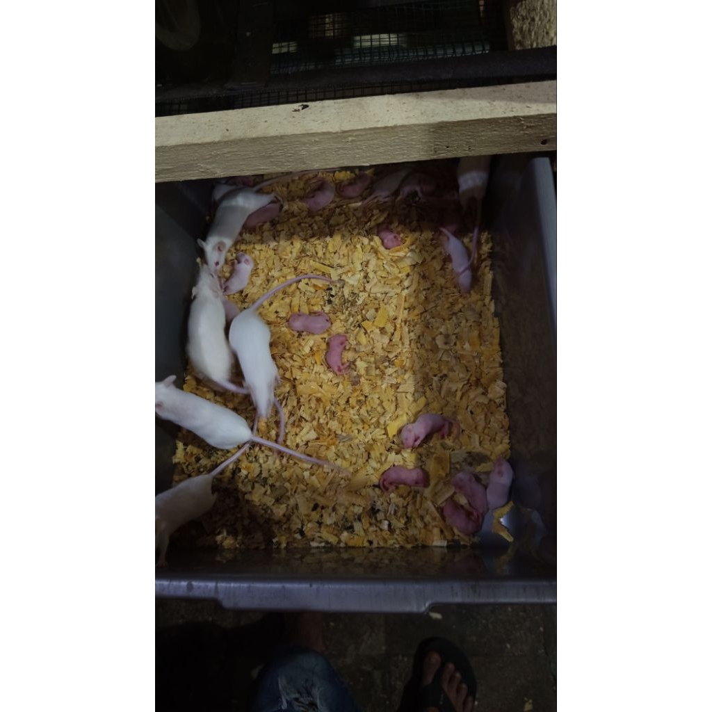 tikus mencit pinkbull