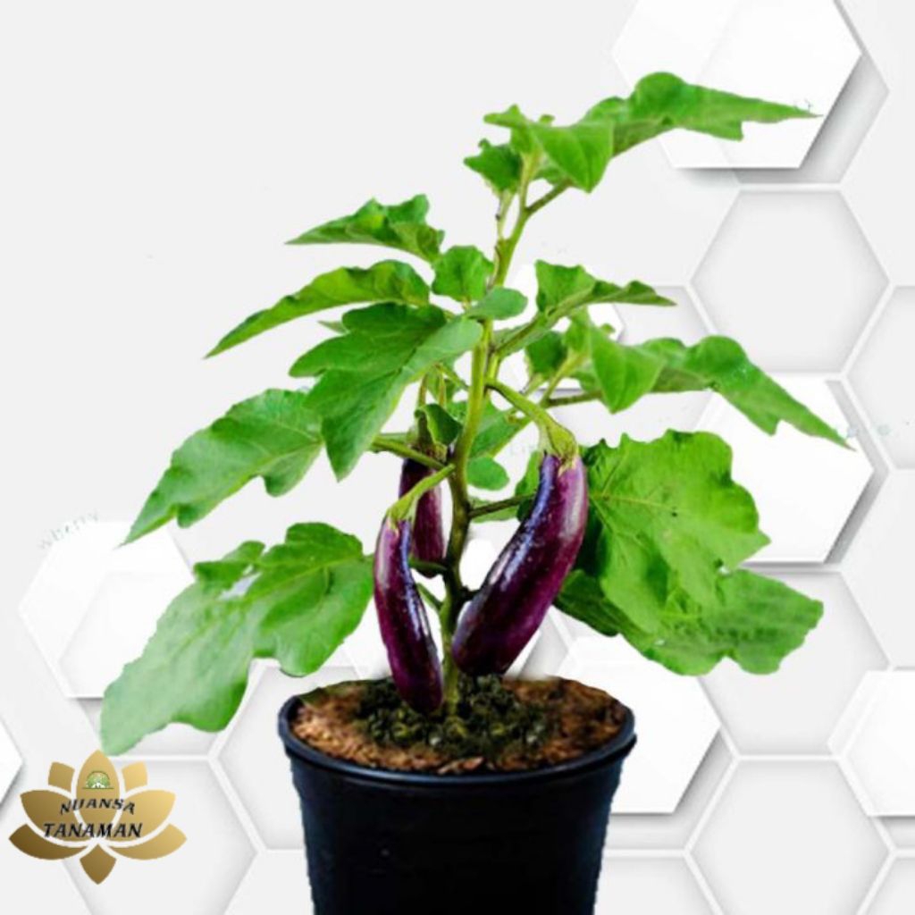 Pohon Terong Ungu Panjang Siap Tanam/Tanaman Pohon Terong Ungu Siap Tanam