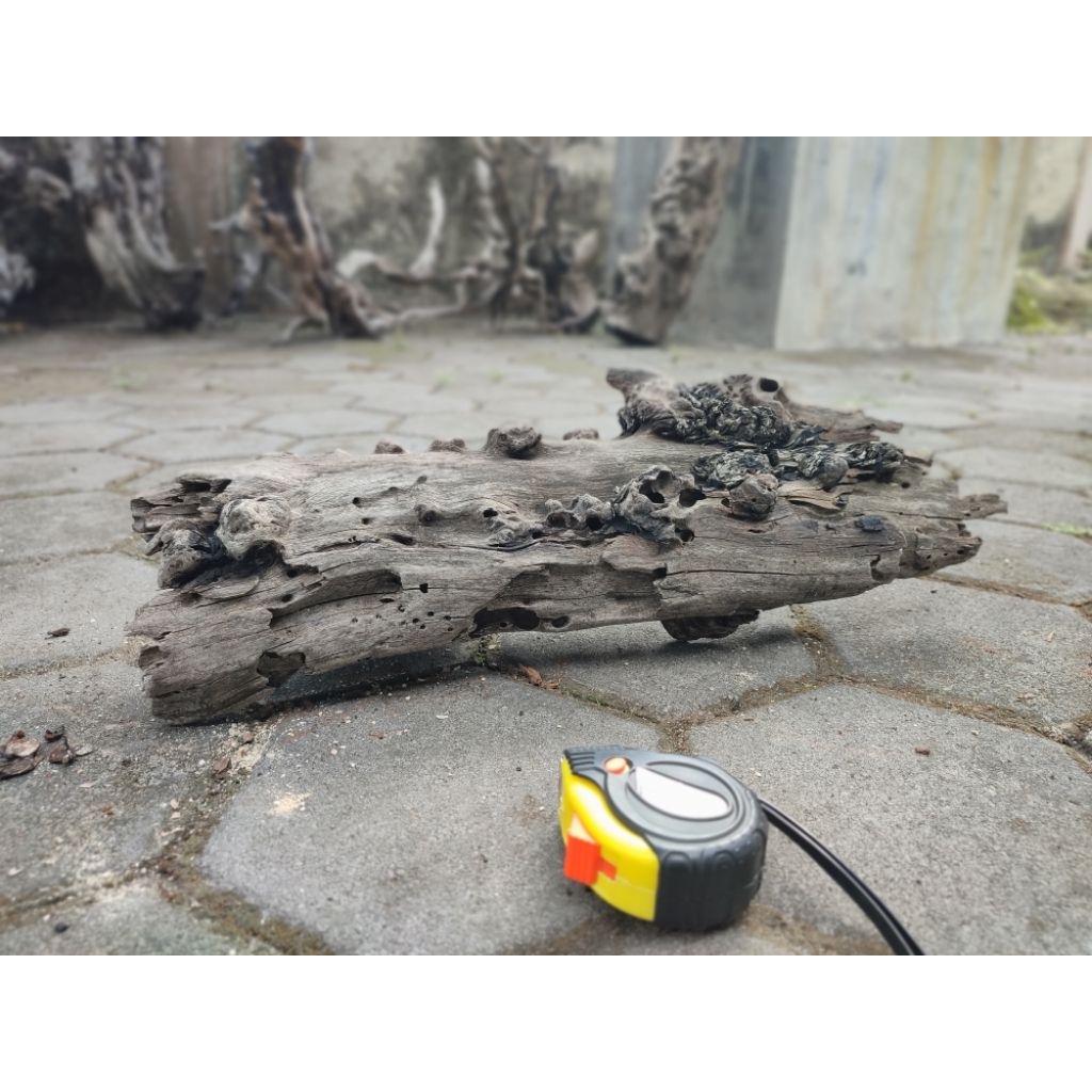 KAYU SANTIGI UNTUK AQUASCAPE, PALUDARIUM ATAU UNTUK TANK IWAK GALAK