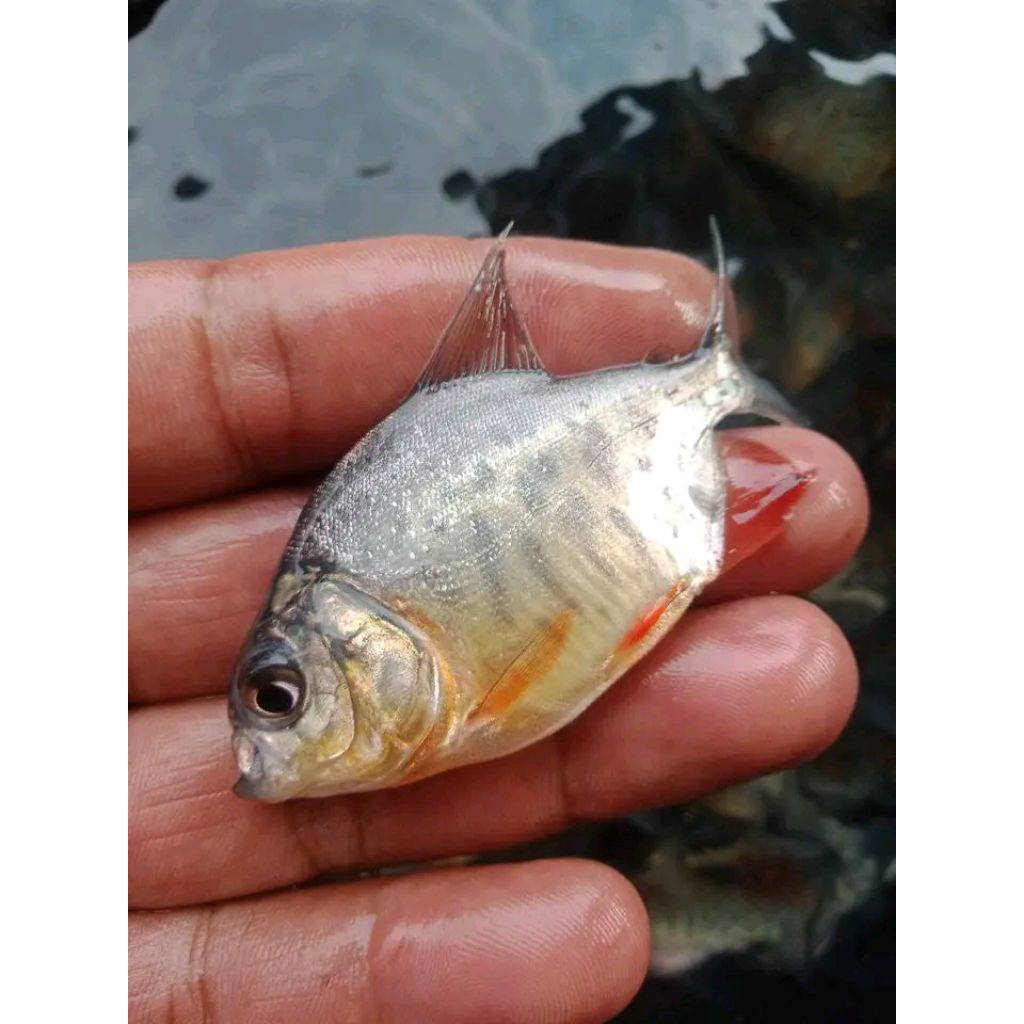 Benih ikan Bawal isi 20ekor