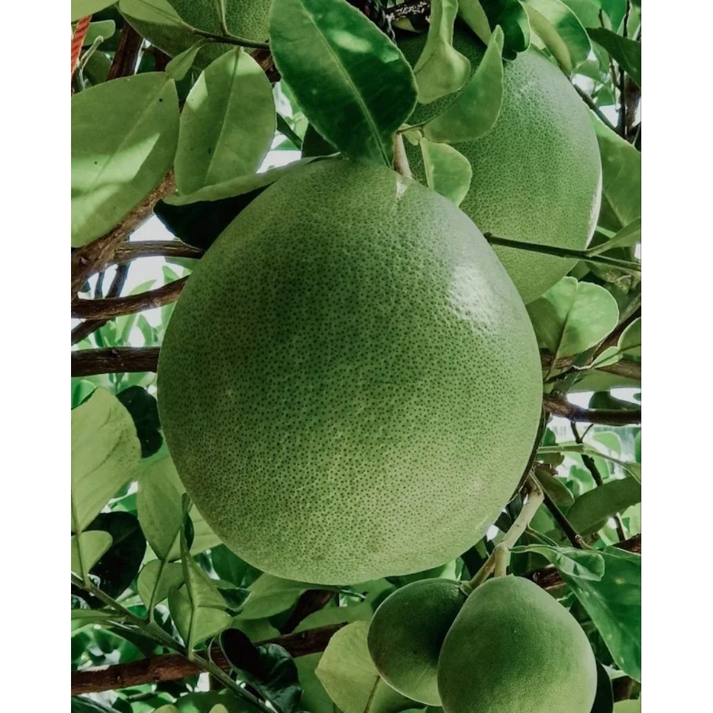 Bibit Jeruk Bali Madu