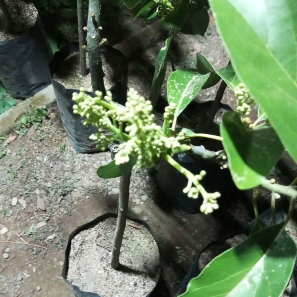 bibit alpukat berbunga