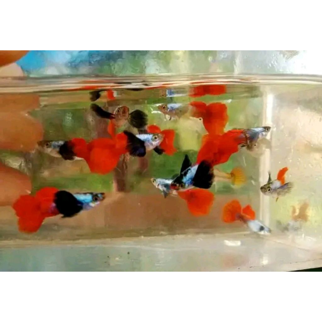 Guppy Prtde(platinum red Dumbo ear)