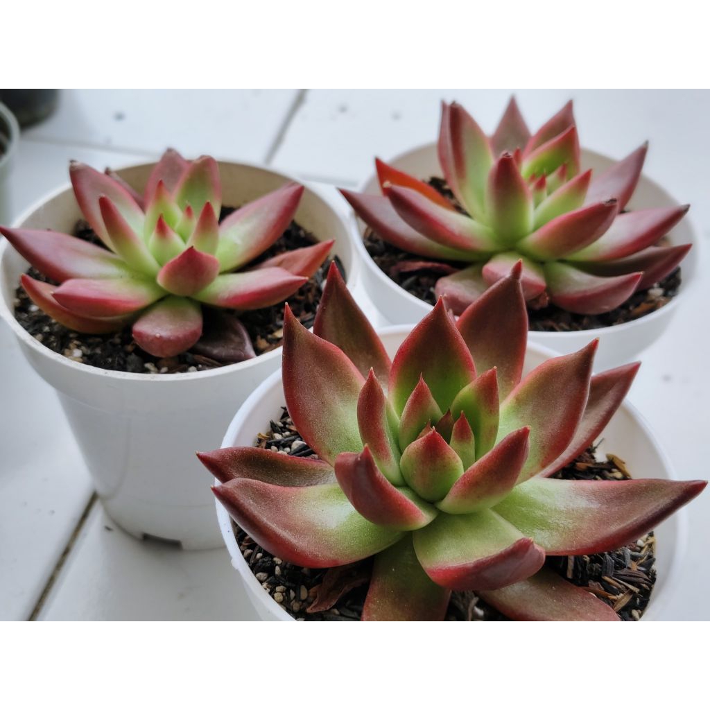 Echeveria Agavoides Frank Reinelt