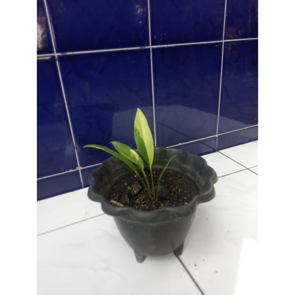 Anturium Jemani Varigata