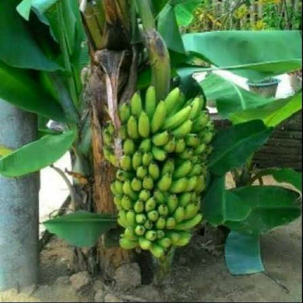 Bibit Pisang Brazil Mini Tambulampot