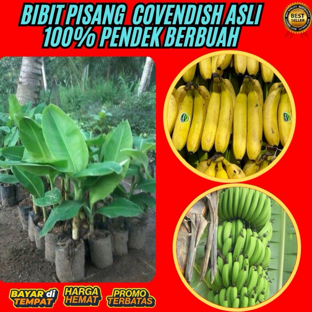 TERBUKTI ASLI  Bibit Pisang Cavendish G9