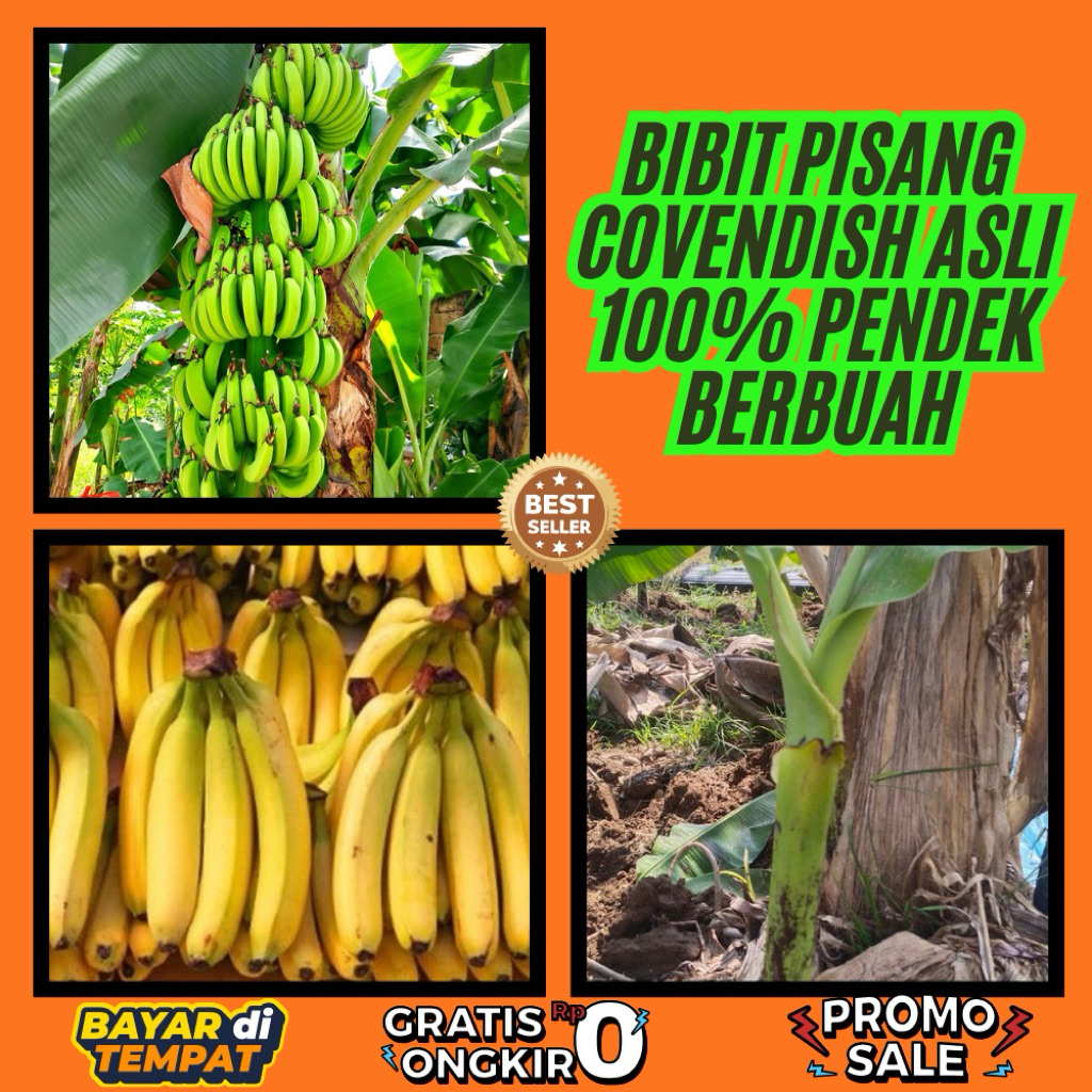 TERBUKTI ASLI  Bibit Pisang Cavendish G9