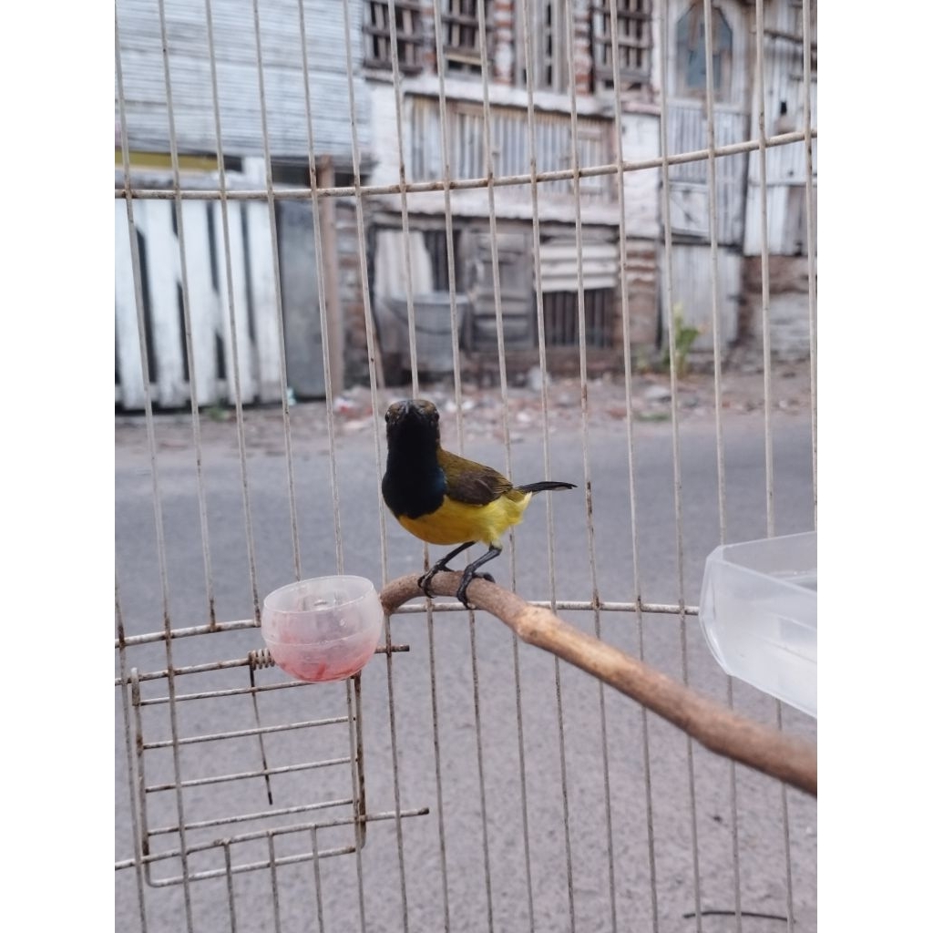 Burung KOLlBRI Sogok ontong - Sogon full metalik harian aktif dan rajin