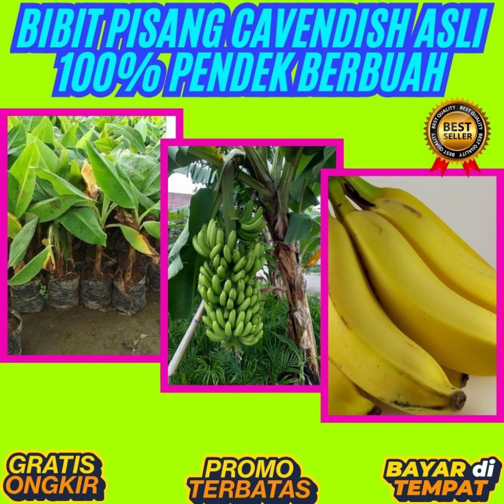 TERBUKTI ASLI  Bibit Pisang Cavendish G9 │ Bibit Pisang Cavendish Harga