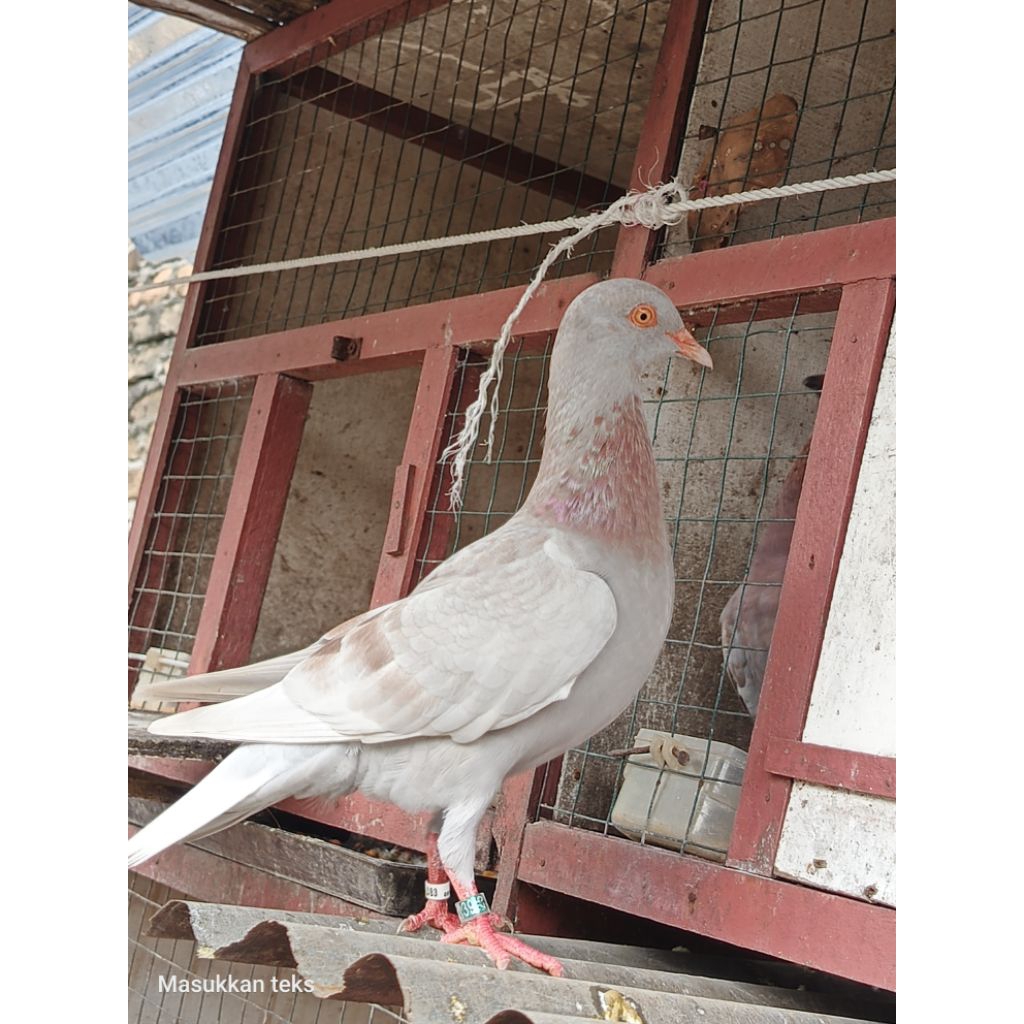 merpati balap si 25 sisa bulu 5 sepasang siap latih jos