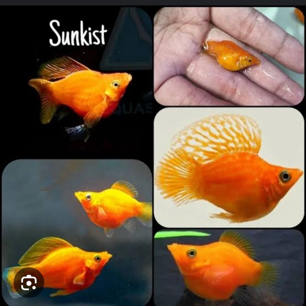 ikan hias molly Sunkist