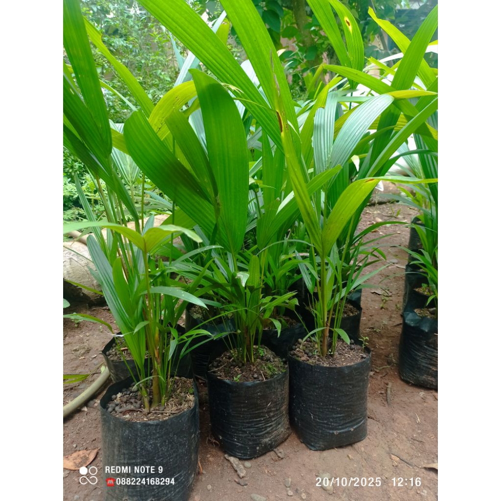 bibit pohon palem merah ketinggian 50-100cm
