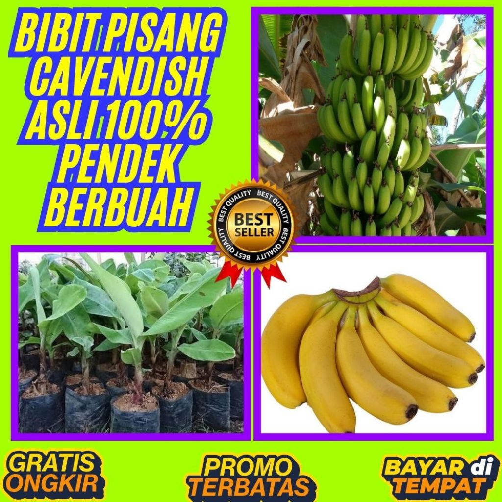100% ASLI  Bibit Pisang Cavendish Sunpride │ Bibit Pisang Cavendish Shopee