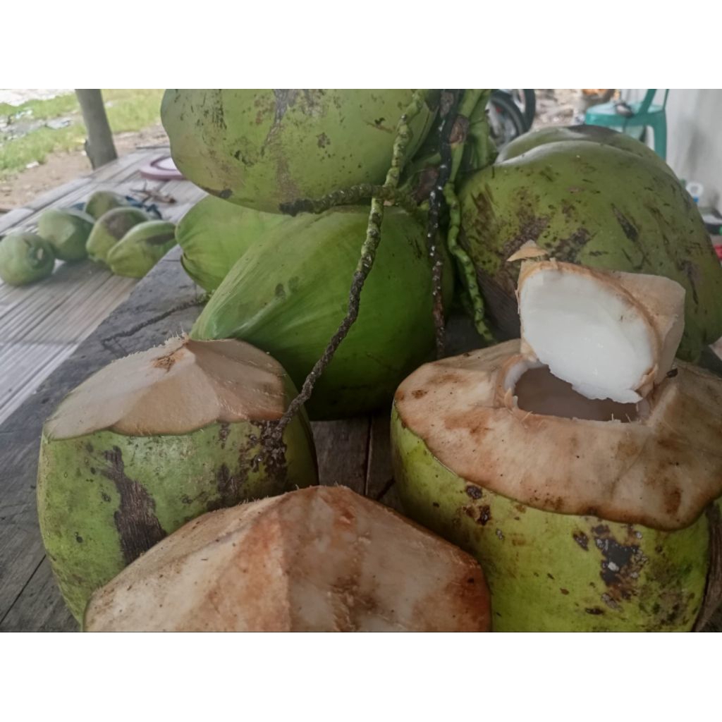 kelapa muda kelapa ijo