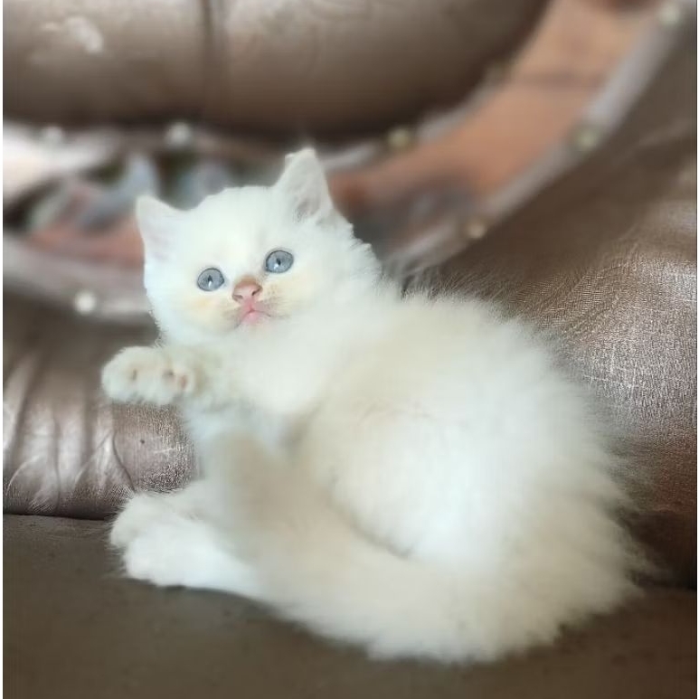 KUCING RAS PERSIA HIMALAYA RED POINT BETINA