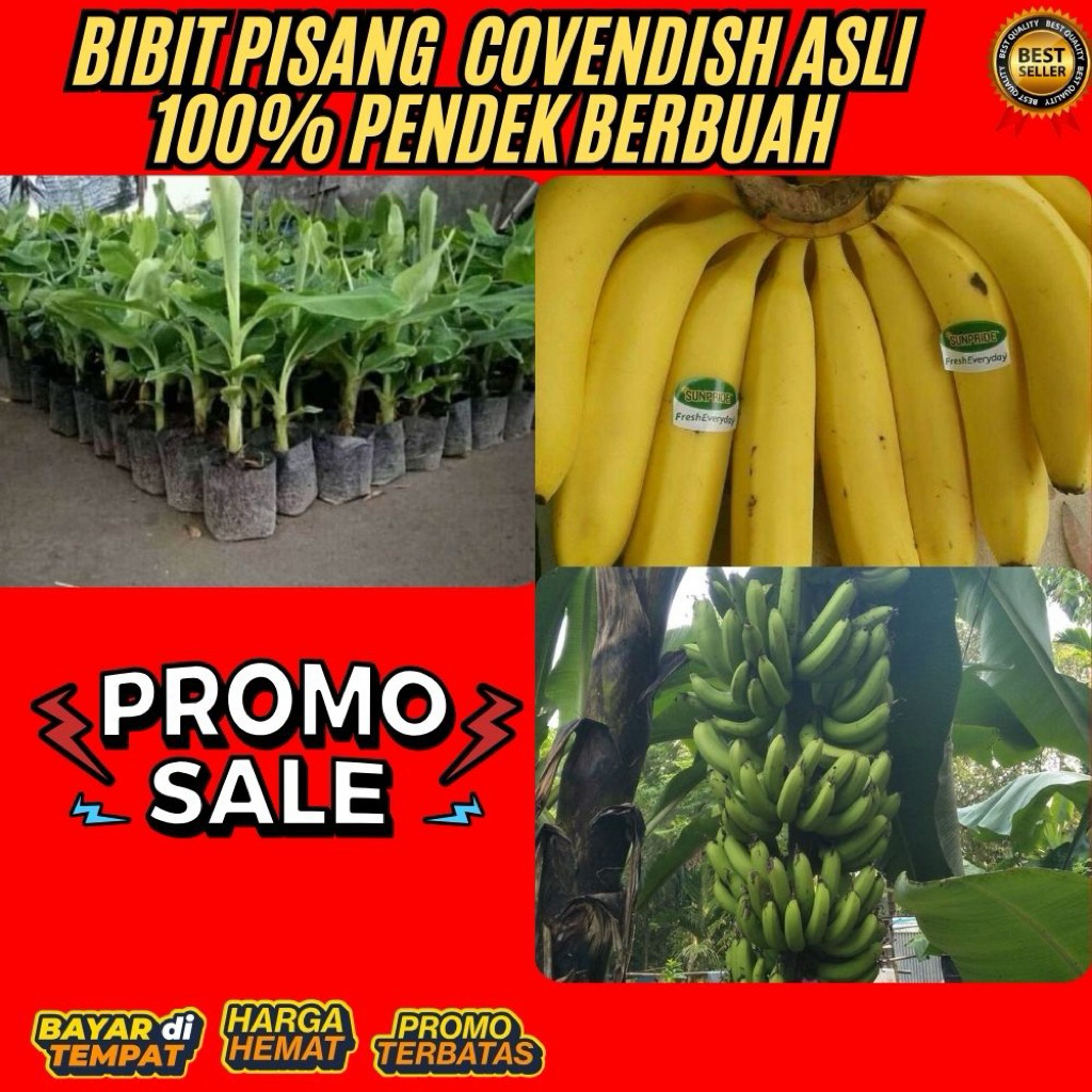 PROMO !! Bibit Pisang Cavendish Asli Bibit Pisang Cavendish Cj40
