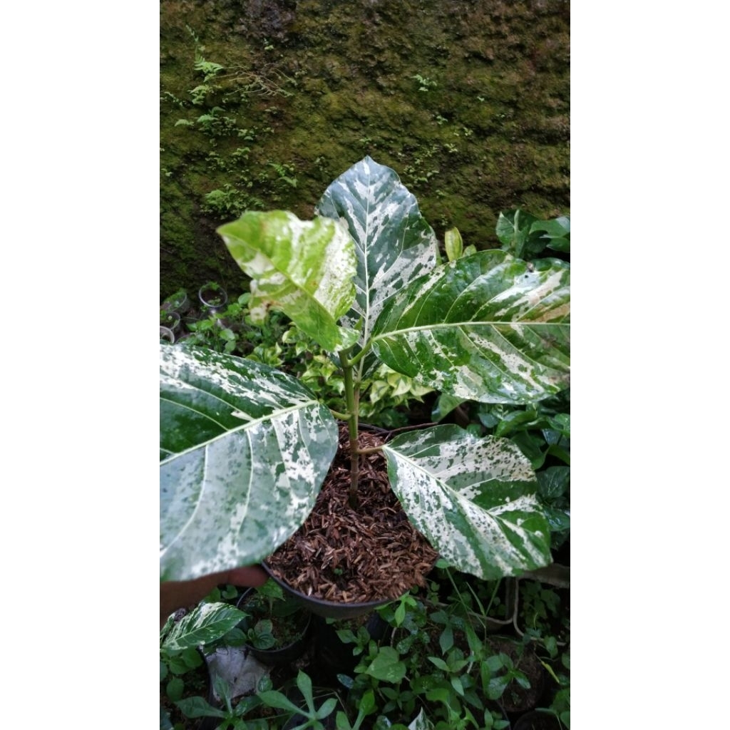 tanaman langka awar awar varigata marble