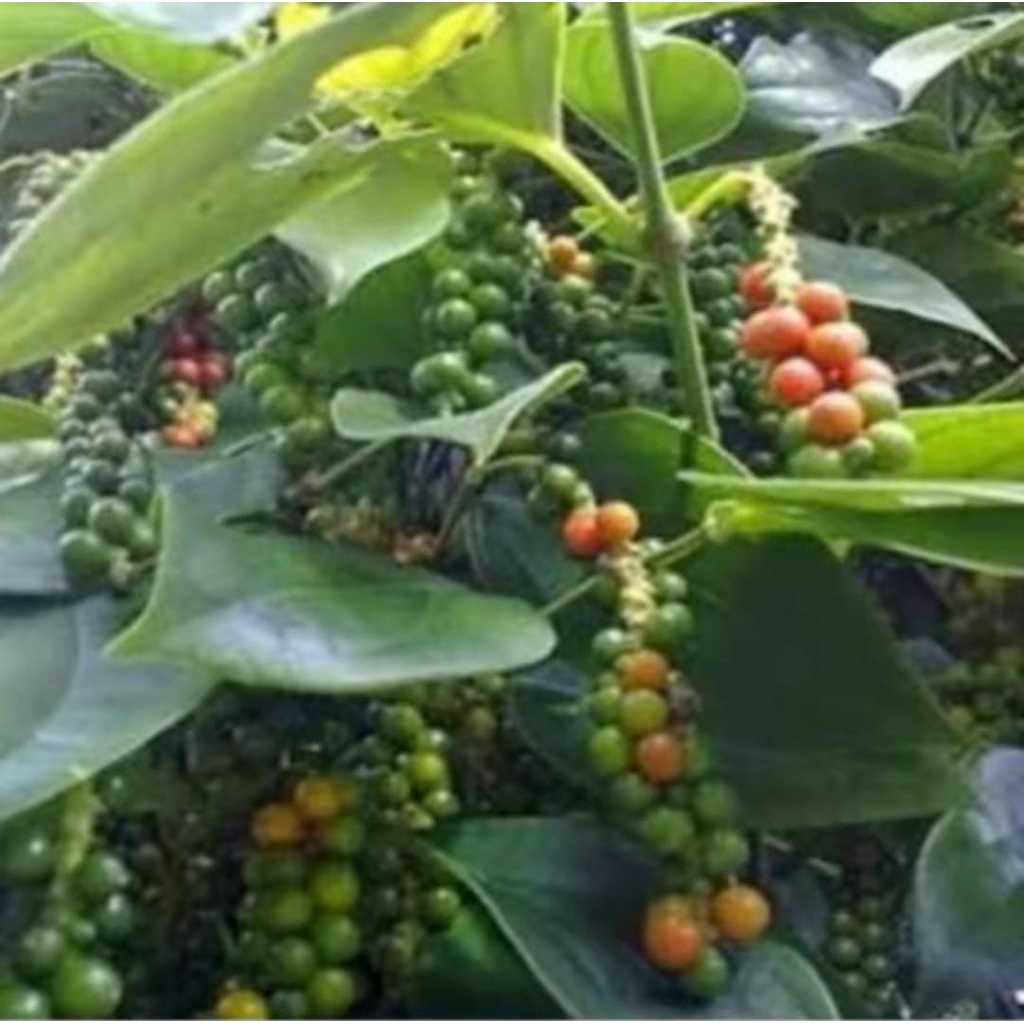 bibit tanaman lada putih /peredu per 5pcs