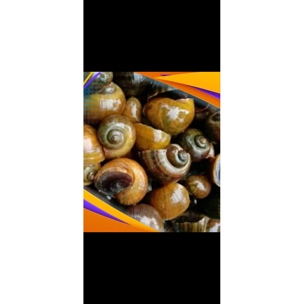 cangkang keong mas sawah 100grm