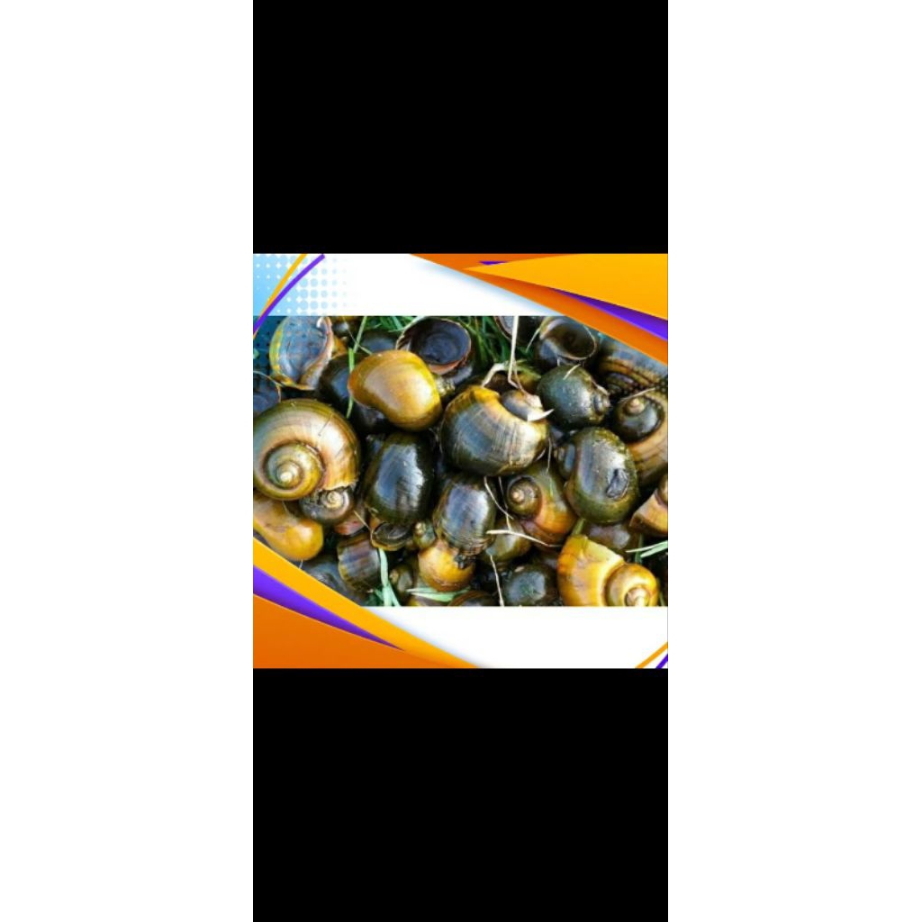 Bestbuy0404 Cangkang Keong Mas Sawah 300Gm