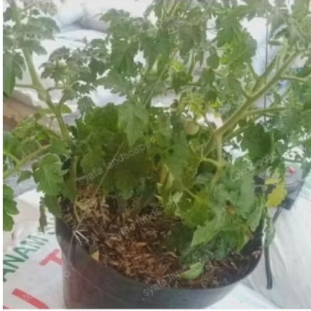 bibit buah tomat ceri