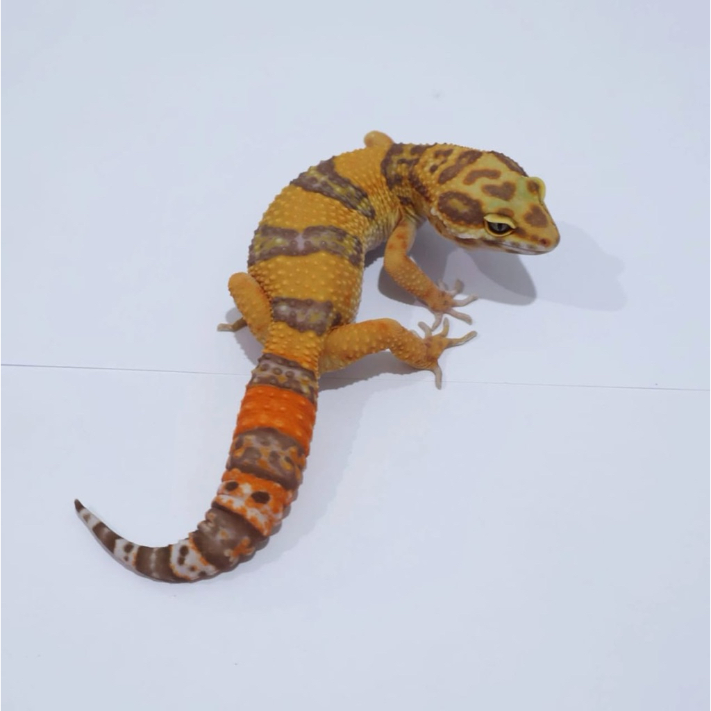 Gecko Remaja Tangerine Tremper