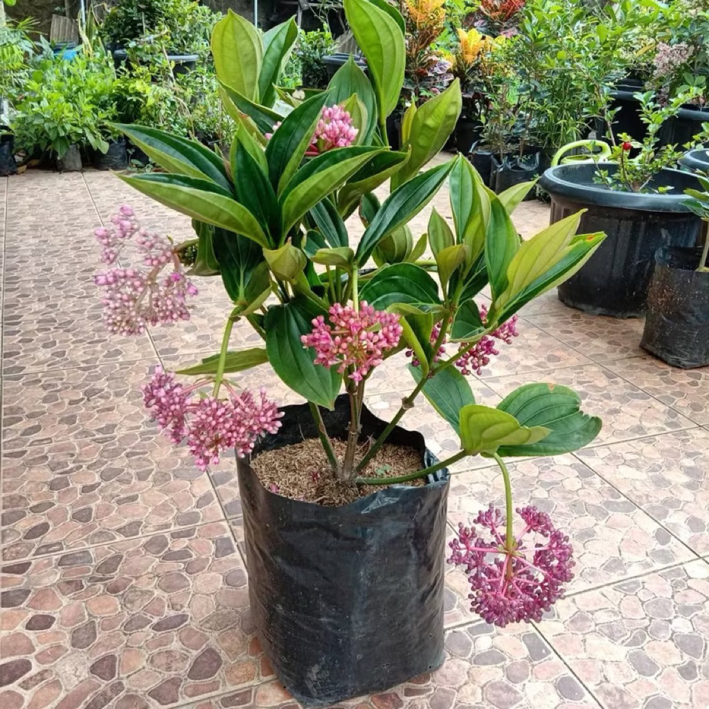 Parijoto - Tanaman Hias Parijoto Berbuah - Tanaman Toga Parijoto Penyubur Kandungan