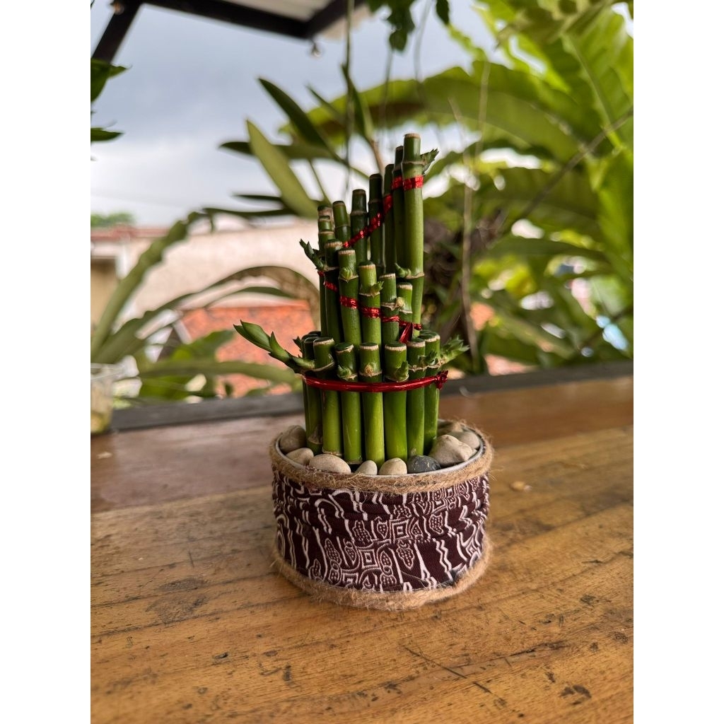 Bambu hoki jenis spiral