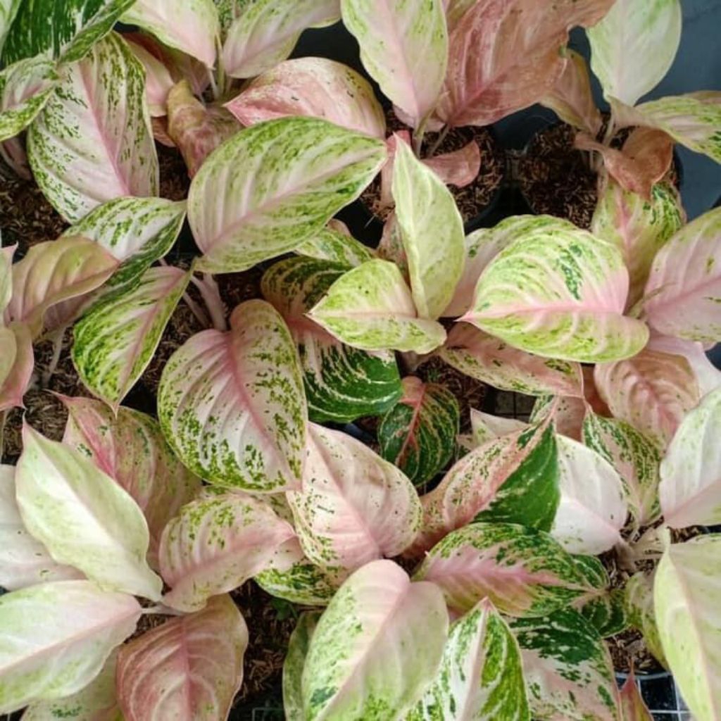 bonggol aglonema bidadari